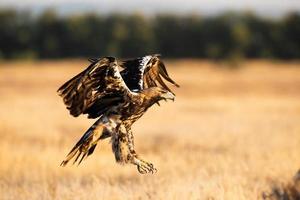 aquila imperiale spagnola aquila adalberti foto