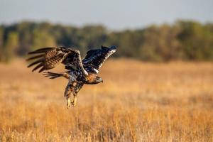 aquila imperiale spagnola aquila adalberti foto