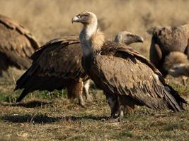 grifone gyps fulvus foto