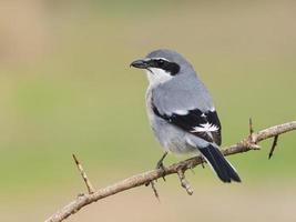 Averla grigia iberica lanius meridionalis foto