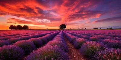 ai generato. ai generativo. foto realistico illustrazione di rosa romantico azienda agricola lavanda campo paesaggio. grafico arte