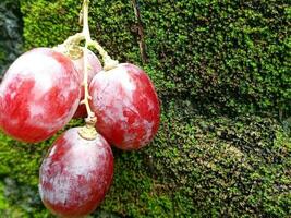 piatto posare superiore Visualizza di rosso uva su bianca sfondo. foto