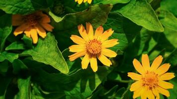 luce del sole nel fioritura cattura il giallo melampodio fiore nel pieno gloria foto