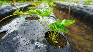 fragola germoglio pianta nel suolo, diserbo, asilo, sacha, azienda agricola nel fragola giardino con nero plastica copertina foto