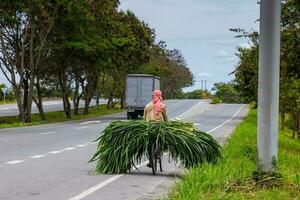 uomo trasporto verde foraggio su il suo bicicletta su il strada per EL cerrito foto