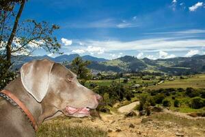 Weimaraner cane guardare a il bellissimo paesaggi di la calara nel Colombia foto