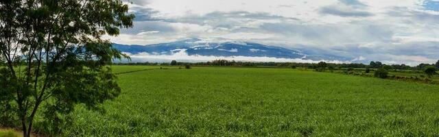 zucchero canna campo e il maestoso montagne a il Valle del cauca regione nel Colombia foto