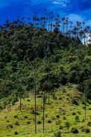 Visualizza di il bellissimo nube foresta e il quindio cera palme a il cocco valle collocato nel salento nel il quindio regione nel Colombia. foto