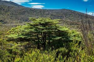 bellissimo paesaggio di colombiano andino montagne mostrando paramo genere vegetazione nel il Dipartimento di cundinamarca foto