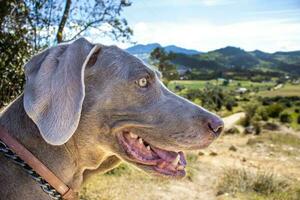 Weimaraner cane guardare a il bellissimo paesaggi di la calara un' comune collocato su il orientale intervalli di il colombiano ande vicino per bogotà foto