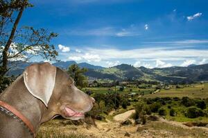 Weimaraner cane guardare a il bellissimo paesaggi di la calara nel Colombia foto