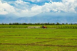 riso e zucchero canna colture a Valle del cauca nel Colombia foto