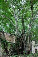 alberi e radici in crescita al di sopra di un abbandonato Casa nel armero cittadina dopo 37 anni di il tragedia causato di il nevado del ruiz vulcano nel 1985 foto