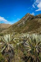 bellissimo paesaggio di colombiano andino montagne mostrando paramo genere vegetazione nel il Dipartimento di cundinamarca foto