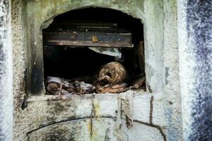 profanato tombe nel il cimitero di il vecchio cittadina di armero distrutto di un valanga causato di il nevado del ruiz vulcano nel 1985 nel Colombia foto