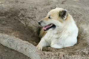 un' bianca tailandese bangkaew cane si siede su il terra nel il campagna dovuto per il caldo tempo metereologico nel Tailandia. il carineria di cani come animali domestici nel il le case di molti le persone. foto