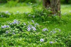 campo paesaggistico di piccoli fiori viola e cespugli verdi in un giardino all'aperto con un vecchio albero sfocato sullo sfondo