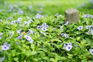 messa a fuoco selettiva su piccoli fiori in fiore viola con palo di cemento sfocato in background foto