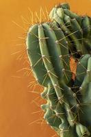 cactus contro uno sfondo giallo foto