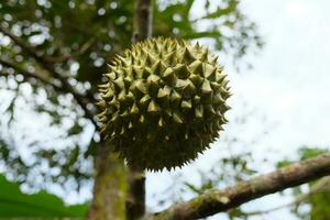 giovane durian nel un agricolo frutta giardino nel Tailandia foto