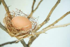 un' nido con uno uovo su un' rami foto