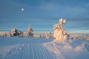 gatto delle nevi pista attraverso il inverno soleggiato foresta attraverso innevato abete alberi, avvolto nel neve. sorprendente duro artico natura. mistico racconto di un' inverno gelido foresta. foto