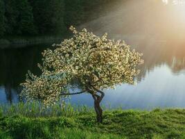 fioritura Mela albero nel il luce del sole su un' buio sfondo. foto