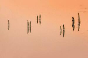 acqua superficie a tramonto. minimalista Visualizza di equiseto di il acqua a tramonto foto