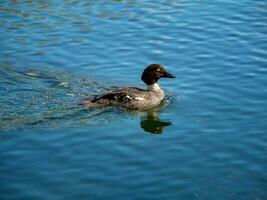 giovane uccello Canvasback anatra su un' blu acqua. foto