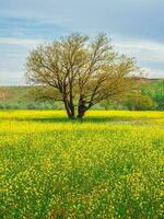 giallo campo di fioritura stupro e albero contro un' blu cielo. naturale paesaggio sfondo con copia spazio. sorprendente luminosa colorato primavera paesaggio per sfondo. foto