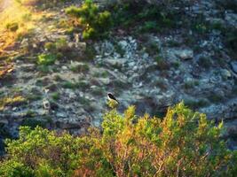 variabile culbianco nel il mattina sole nel il montagne.le variabile culbianco è un' specie di uccello nel il famiglia muscicapidae foto