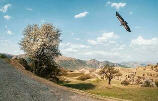 un' fioritura selvaggio Mela albero vicino un' montagna strada su il sfondo di un' cresta di alto montagne. foto