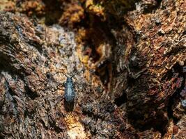 naturale sfondo con un' coleottero. grande nero barbiglio scarafaggio striscia lungo il Marrone abbaiare di un' albero nel il foresta. vicino su, copia spazio. foto