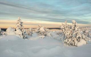 panoramico Visualizza di inverno montagne a Alba. inverno polare foresta. bellissimo paesaggio di un' neve pendenza con fantasia alberi a alba. Alba al di sopra di un' innevato collina. drammatico nuvoloso al di sopra di cielo. foto
