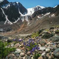 sorprendente fragrante viola fiori crescere su il scogliera tra il rocce vicino il ghiacciaio avvicinamento. povero vegetazione di il altopiani. montagna flora. foto