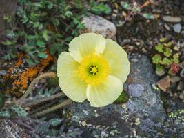 giallo montagna papavero, avvicinamento. foto