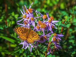 luminosa imago fabriciana Addio, alto Marrone fritillary su un' fiore, vicino su. foto