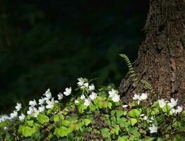 il primo fiori sotto il baldacchino di il buio foresta. foto