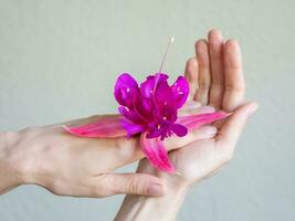 avvicinamento di bellissimo donna mani con viola fiore foto