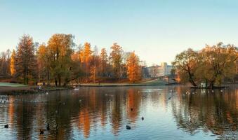panoramico autunno Visualizza di il mattina parco con cigni e grande palazzo nel il costa. gatchina. Russia foto