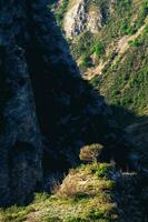 un' solitario albero in crescita su un' roccia nel un' montagna gola. duro animali selvatici. foto