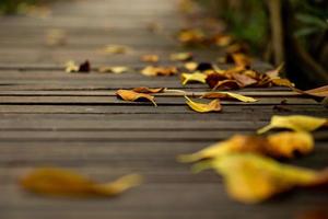 trama astratta e sfondo di foglie secche che cadono sulla passerella in legno nella foresta foto
