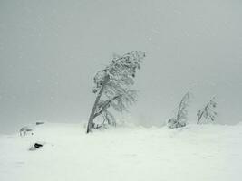 magico bizzarro sagome di alberi siamo intonacato con neve. artico duro natura. mistico Fata racconto di il inverno nebbioso foresta. neve coperto alberi su versante di montagna. povero visibilità, bufera di neve. foto