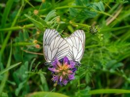 rame bianca spina farfalle coppia macro. Due farfalle nel il atto di amore. foto