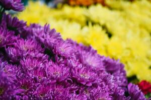 il fondale di il colorato fiori foto