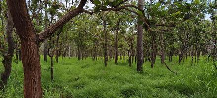 campo di piccoli alberi foto