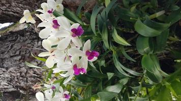 fiori di orchidea con foglie verdi foto