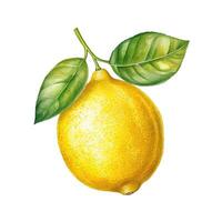 acquerello giallo Limone. illustrazione ai generativo foto