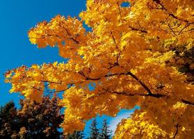 ottobre maple - una scena autunnale in dry canyon - redmond, or foto