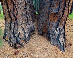 gemelli di pino - una ponderosa a doppia crescita vicino al campeggio di sorgenti fredde - a ovest delle sorelle, o foto
